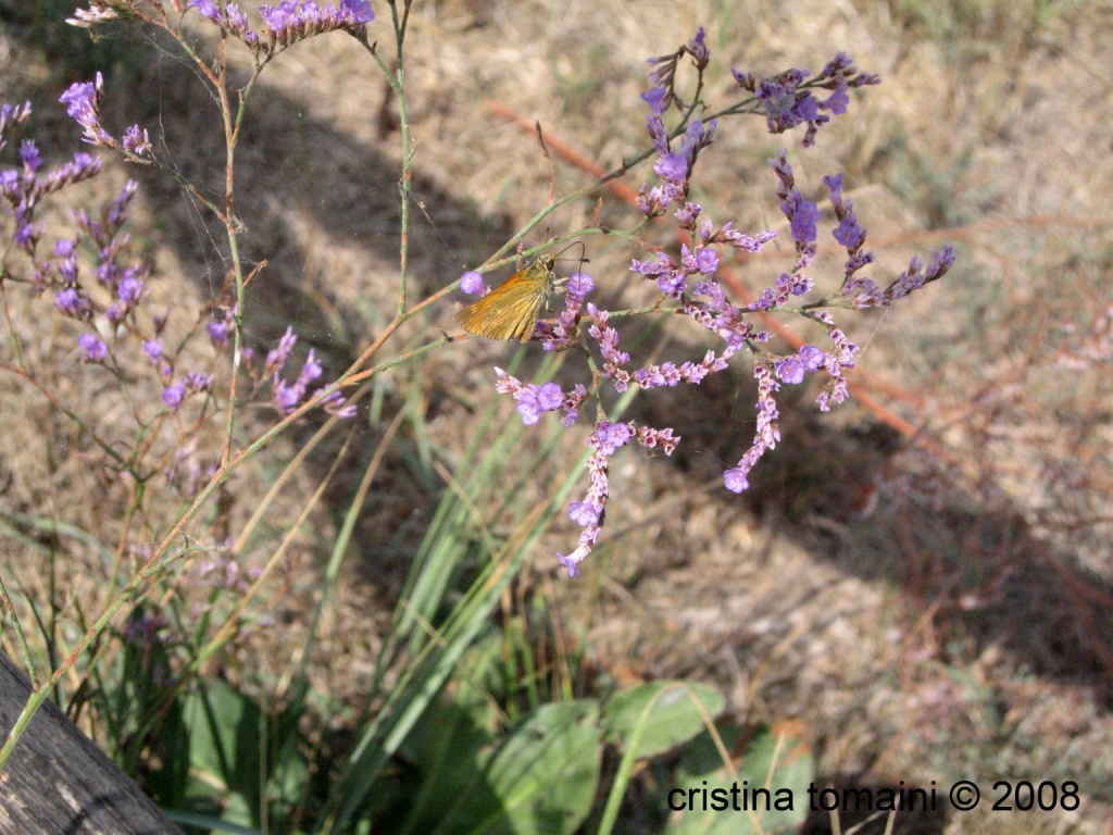 limonium