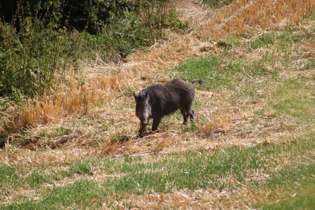 cinghiale