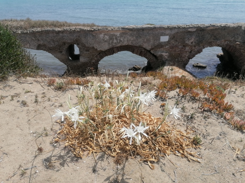 Giglio di mare